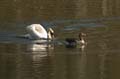 005 Höckerschwan im Angriff (Cygnus olor)